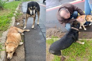 Cachorro é atropelado e moradores procuram pelos tutores em Limeira