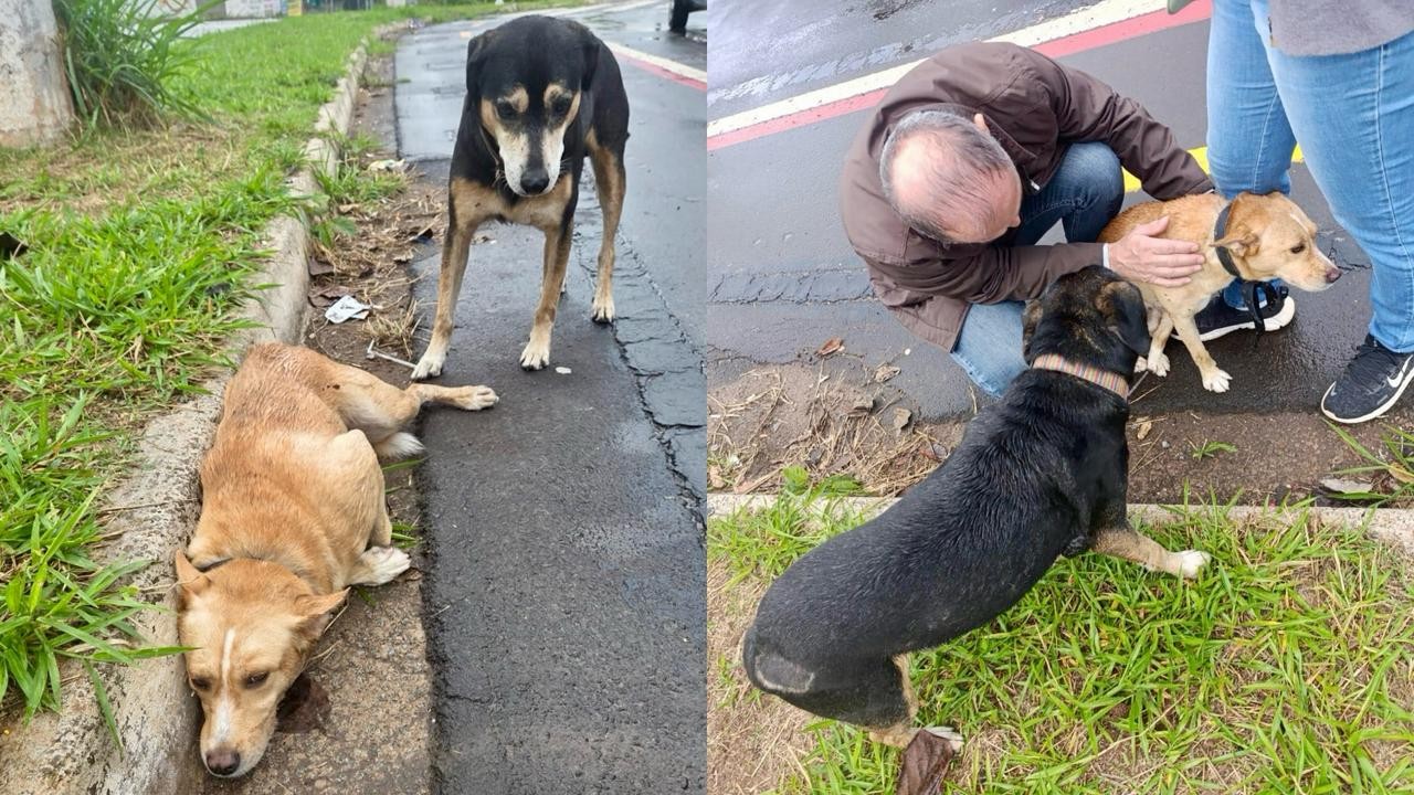 Cachorro é atropelado e moradores procuram pelos tutores em Limeira