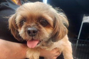 Cachorrinha de 15 anos está desaparecida