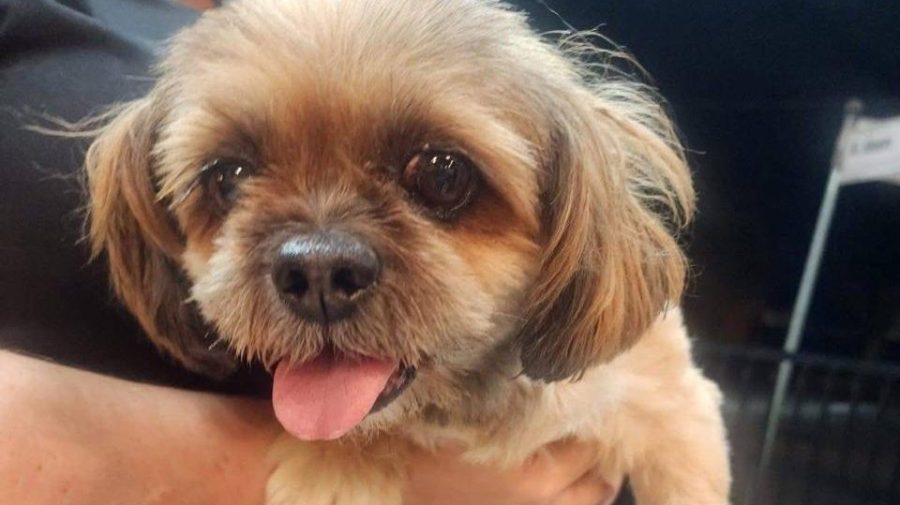 Cachorrinha de 15 anos está desaparecida
