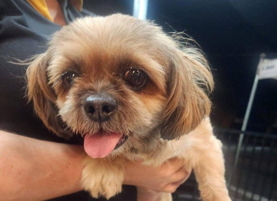 Cachorrinha de 15 anos está desaparecida