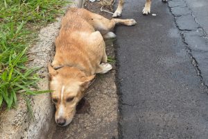 Cachorro é atropelado e moradores procuram pelos tutores