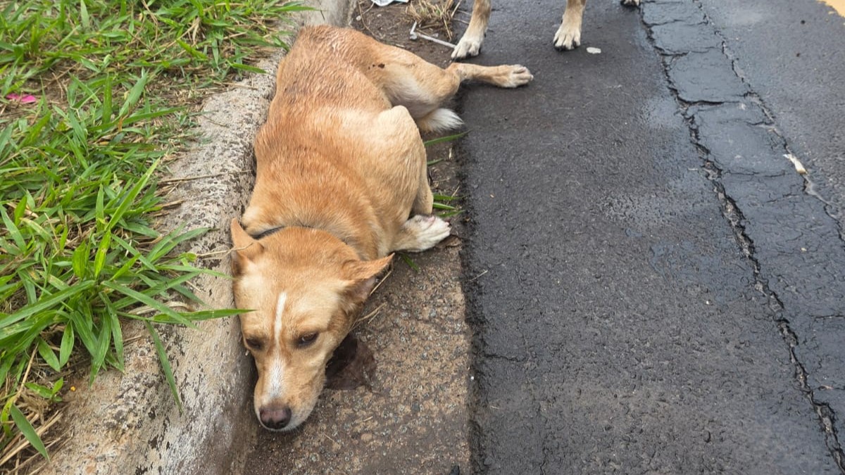 Cachorro é atropelado e moradores procuram pelos tutores