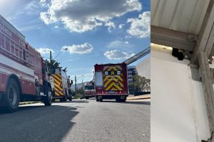 Gato preso em telhado do Sest Senat mobiliza bombeiros em Limeira