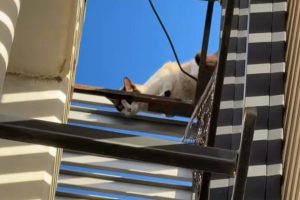 Gato que estava no telhado do Sest Senat é resgatado