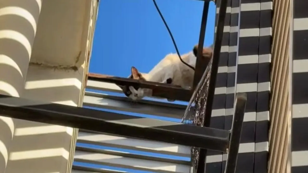 Gato que estava no telhado do Sest Senat é resgatado