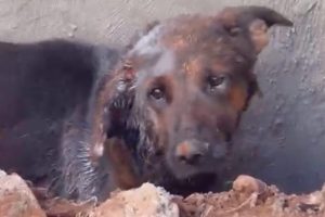 Homem é preso por maus-tratos a cães em Limeira