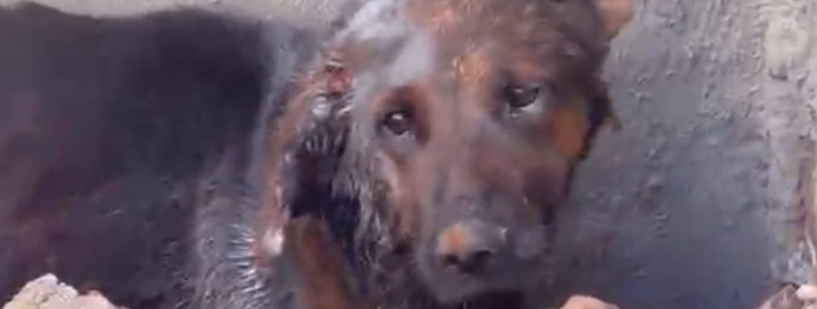 Homem é preso por maus-tratos a cães em Limeira