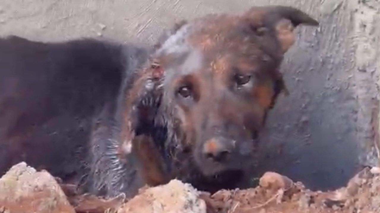 Homem é preso por maus-tratos a cães em Limeira