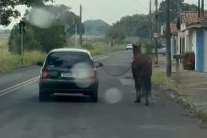 Motorista é flagrado puxando cavalo com corda no Aeroporto, em Limeira
