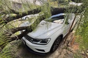 Tronco de árvore cai em carro no Centro de Limeira