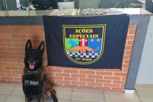 BAEP apreende drogas e detém suspeitos por tráfico no João Ometto, em Limeira