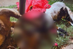 Cabras são encontradas decapitadas em rua do Jd. Marajoara, em Limeira