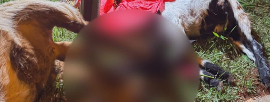 Cabras são encontradas decapitadas em rua do Jd. Marajoara, em Limeira
