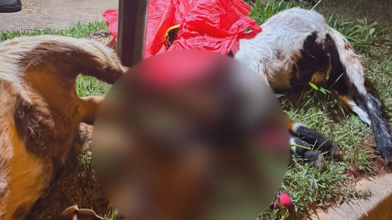 Cabras são encontradas decapitadas em rua do Jd. Marajoara, em Limeira