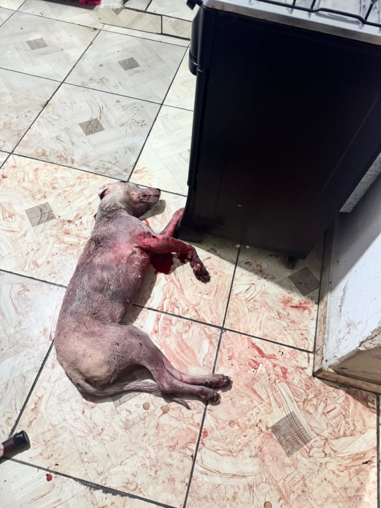 Cadela é morta após ataque de cães