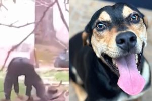 Homem é condenado a mais de 2 anos de prisão por maus-tratos a cachorro em Limeira