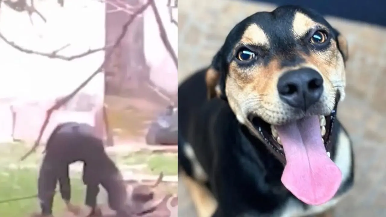 Homem é condenado a mais de 2 anos de prisão por maus-tratos a cachorro em Limeira