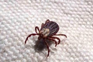 Limeira alerta para prevenção e diagnóstico precoce da febre maculosa
