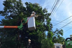 Mutirão de poda de árvores começa na próxima semana em Limeira