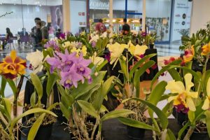Pátio Limeira Shopping recebe Feira de Orquídeas neste fim de semana