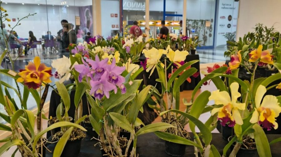 Pátio Limeira Shopping recebe Feira de Orquídeas neste fim de semana