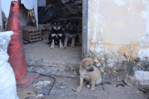 Seis filhotes são resgatados durante reintegração de posse em Limeira