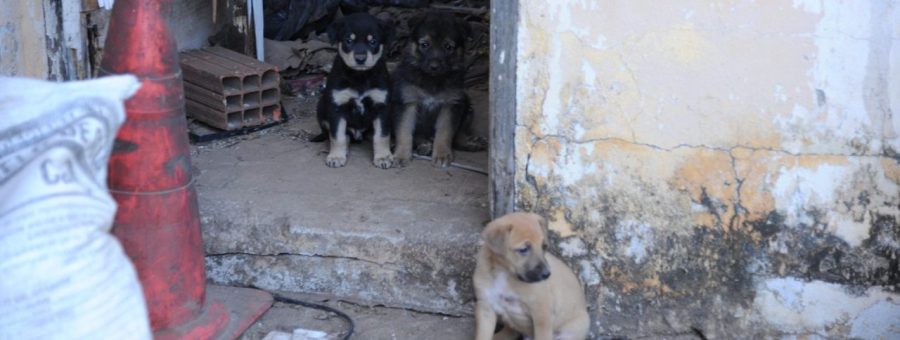 Seis filhotes são resgatados durante reintegração de posse em Limeira