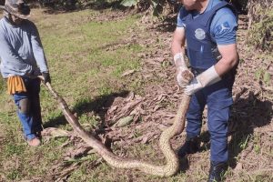 Sucuri de três metros é resgatada gravemente ferida em Cordeirópolis