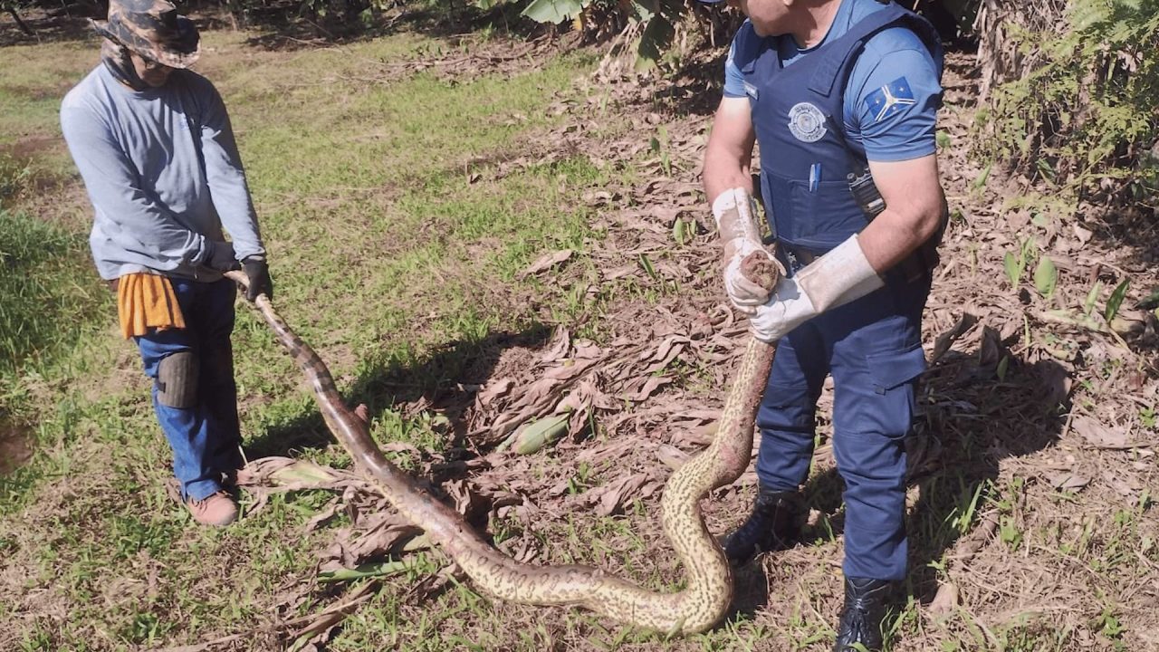 Sucuri de três metros é resgatada gravemente ferida em Cordeirópolis