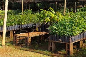 Viveiro Municipal de Limeira passa a atender em novo endereço