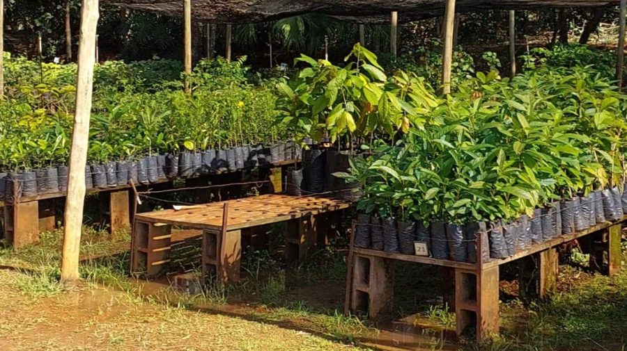 Viveiro Municipal de Limeira passa a atender em novo endereço
