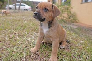 Animais para adoção entram em campo com jogadores da Inter