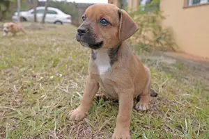 Animais para adoção entram em campo com jogadores da Inter
