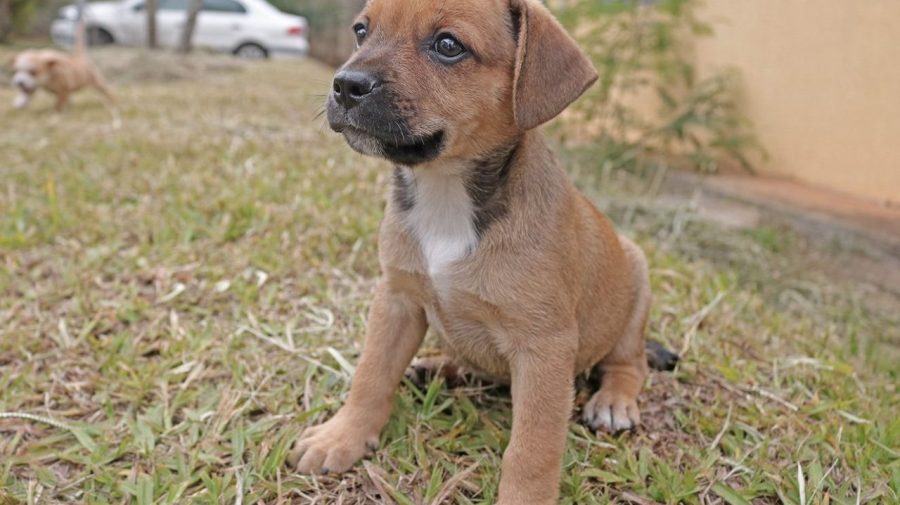Animais para adoção entram em campo com jogadores da Inter