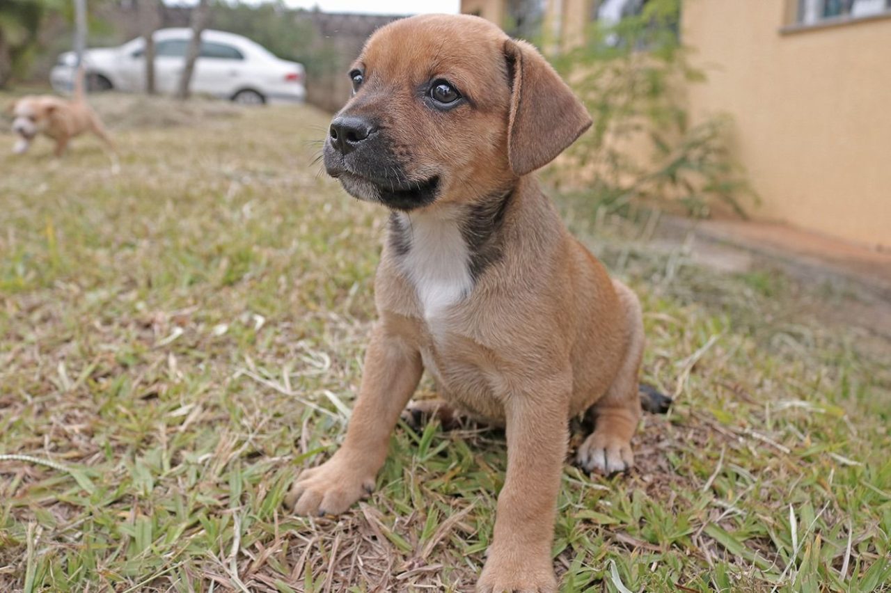 Animais para adoção entram em campo com jogadores da Inter