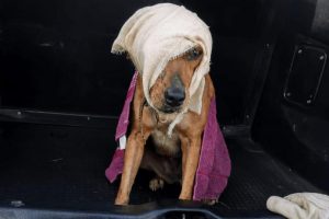 Cachorra ferida é resgatada após denúncia de maus-tratos no Jd. Aeroporto, em Limeira