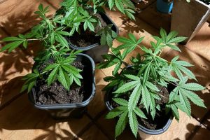 PM apreende pés de maconha em Limeira