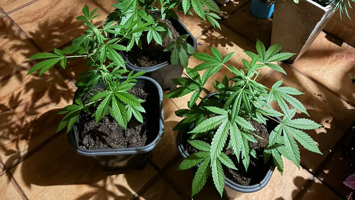 PM apreende pés de maconha em Limeira