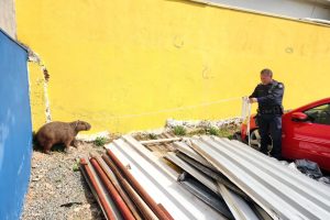 capivara em limeira
