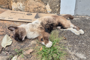 Gato morre após ter corpo incendiado no Inocoop, em Limeira