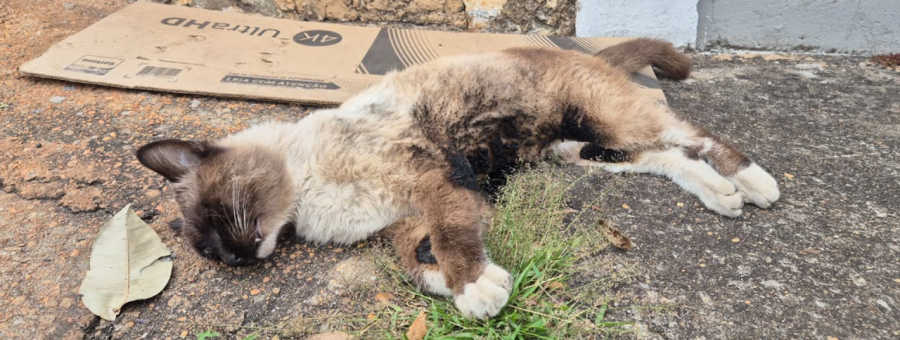 Gato morre após ter corpo incendiado no Inocoop, em Limeira