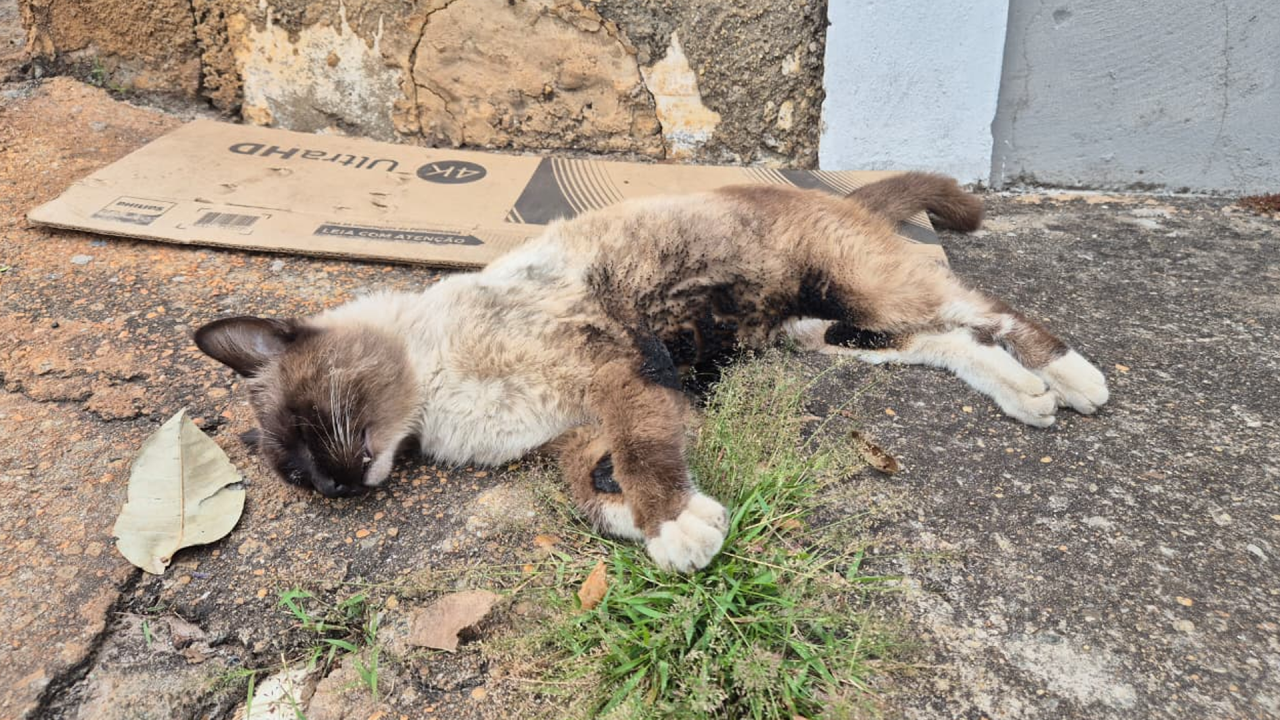 Gato morre após ter corpo incendiado no Inocoop, em Limeira