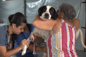 Limeira abre inscrições para castração gratuita de cães e gatos