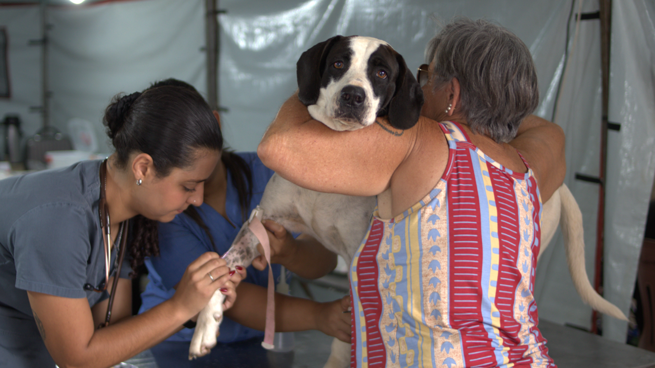 Limeira abre inscrições para castração gratuita de cães e gatos