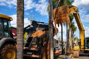 Limeira planta 13 palmeiras na Avenida Maria Thereza