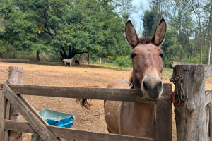 Limeira tem 16 animais de grande porte disponíveis para adoção