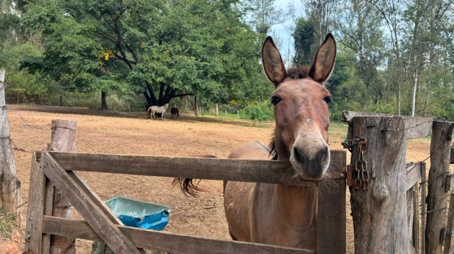 Limeira tem 16 animais de grande porte disponíveis para adoção