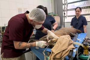 Onça-parda de 15 anos passa por check-up no Zoológico de Limeira