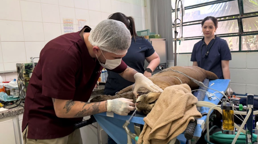 Onça-parda de 15 anos passa por check-up no Zoológico de Limeira